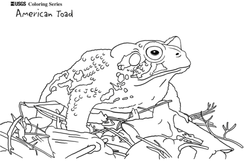 American Toad Coloring Page